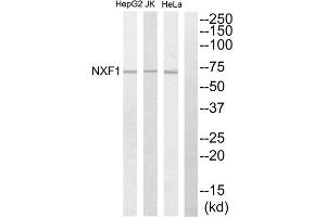 Western Blotting (WB) image for anti-Nuclear RNA Export Factor 1 (NXF1) (N-Term) antibody (ABIN1850042)