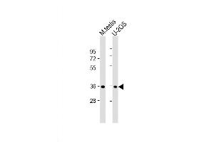 Western Blot at 1:8000 dilution Lane 1: mouse testis lysate Lane 2: U-2OS whole cell lysate Lysates/proteins at 20 ug per lane. (HEXIM2 Antikörper  (AA 235-269))