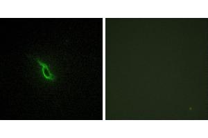 Peptide - +Immunofluorescence analysis of NIH/3T3 cells, using Adrenergic Receptor α-2A antibody. (ADRA2A Antikörper  (Internal Region))