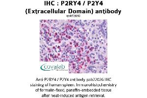 Image no. 1 for anti-Pyrimidinergic Receptor P2Y, G-Protein Coupled, 4 (P2RY4) (2nd Extracellular Domain) antibody (ABIN1737765)