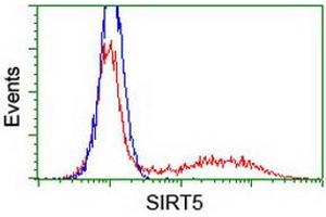 Image no. 2 for anti-Sirtuin 5 (SIRT5) antibody (ABIN1500936) (SIRT5 Antikörper)