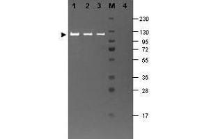 Western blotting using  Fluorescein conjugated anti-b-Galactosidase antibody shows a band at ~117 kDa (lanes 1 - 3) corresponding to 60 ng, 30 ng and 15 ng, respectively of b-Gal present in partially purified preparations (arrowhead).