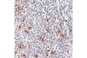 Immunohistochemistry of paraffin-embedded human tonsil using Cathepsin G antibody (ABIN6127686, ABIN6139228, ABIN6139230 and ABIN6217069) at dilution of 1:100 (40x lens). (Cathepsin G Antikörper  (AA 75-190))