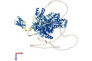 DHX9 Protein (AA 1-1380) (His tag)