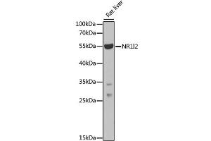 Western blot analysis of extracts of rat liver, using NR1I2 antibody (ABIN1873949) at 1:1000 dilution. (NR1I2 Antikörper)