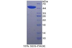 SDS-PAGE analysis of Dog Lp-PLA2 Protein. (PLA2G7 Protein)