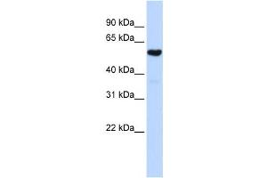 Western Blotting (WB) image for anti-Glutaminyl-tRNA Synthase (Glutamine-Hydrolyzing)-Like 1 (QRSL1) antibody (ABIN2458660)