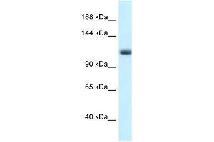 Western Blot showing Mcm10 antibody used at a concentration of 1. (MCM10 Antikörper  (N-Term))