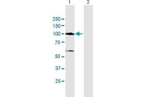 Western Blot analysis of MCC expression in transfected 293T cell line by MCC MaxPab polyclonal antibody.