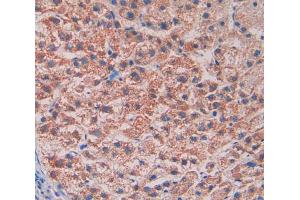 Used in DAB staining on fromalin fixed paraffin- embedded liver tissue (Reelin Antikörper  (AA 3142-3460))