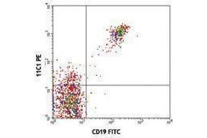 Flow Cytometry (FACS) image for anti-Tumor Necrosis Factor Receptor Superfamily, Member 13C (TNFRSF13C) antibody (PE) (ABIN2663253) (TNFRSF13C Antikörper  (PE))