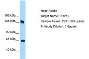 Image no. 1 for anti-Ribosomal RNA Processing 12 Homolog (RRP12) (AA 1126-1175) antibody (ABIN6750070)