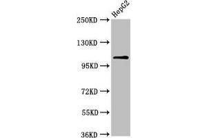 Western Blot Positive WB detected in: HepG2 whole cell lysate All lanes: USP4 antibody at 6. (USP4 Antikörper  (AA 632-810))