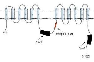 Representative domain view of the target of ABIN7042950.