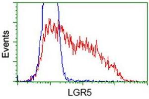 HEK293T cells transfected with either RC212825 overexpress plasmid (Red) or empty vector control plasmid (Blue) were immunostained by anti-LGR5 antibody (ABIN2454608), and then analyzed by flow cytometry. (LGR5 Antikörper  (AA 250-550))