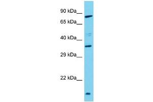 Western Blotting (WB) image for anti-Taste Receptor, Type 2, Member 3 (TAS2R3) (C-Term) antibody (ABIN2791087)
