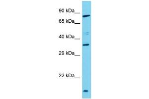 Host: Rabbit Target Name: TAS2R3 Sample Type: Hela Whole Cell lysates Antibody Dilution: 1. (TAS2R3 Antikörper  (C-Term))
