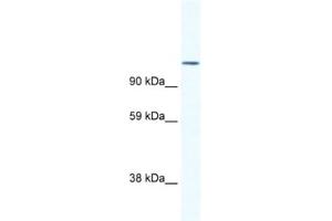 Western Blotting (WB) image for anti-Nuclear Factor of Activated T-Cells, Cytoplasmic, Calcineurin-Dependent 2 (NFAT1) antibody (ABIN2461473)
