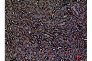 Immunohistochemistry (IHC) analysis of paraffin-embedded Mouse Kidney, antibody was diluted at 1:100. (CDCP1 Antikörper  (Internal Region))