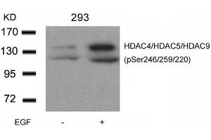 Western blot analysis of extracts from 293 cells untreated or treated with EGF using HDAC4/HDAC5/HDAC9(phospho-Ser246/259/220) Antibody. (HDAC4/HDAC5/HDAC9 Antikörper  (pSer220, pSer246, pSer259))