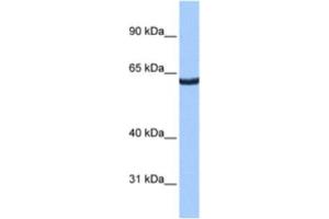 Western Blotting (WB) image for anti-Zinc Finger Protein 350 (ZNF350) antibody (ABIN2461264) (ZNF350 Antikörper)