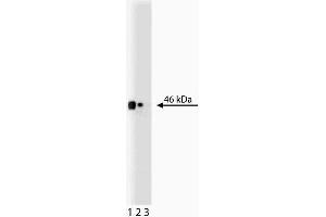 Western blot analysis of CD38 on EB1 lysate. (CD38 Antikörper  (AA 171-292))