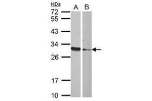 Image no. 1 for anti-High Mobility Group Box 4 (HMGB4) (AA 6-173) antibody (ABIN1498683) (HMGB4 Antikörper  (AA 6-173))