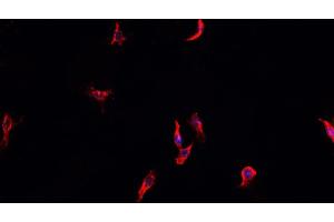 ABIN6268915 staining HeLa cells by IF/ICC. (HSP90AA1 Antikörper  (C-Term))