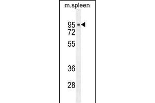 CDT2/RAMP Antikörper  (AA 229-256)