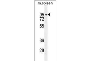 DTL Antibody (Center) (ABIN654926 and ABIN2844569) western blot analysis in mouse spleen tissue lysates (35 μg/lane). (CDT2/RAMP Antikörper  (AA 229-256))