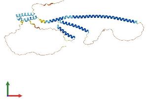 Protein Structure (PS) image for Rab Interacting Lysosomal Protein (RILP) (AA 1-401) protein (His tag) (ABIN7551356)