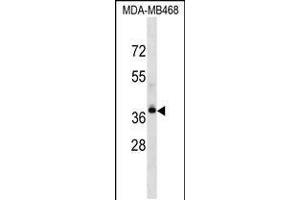 Western blot analysis in MDA-MB468 cell line lysates (35ug/lane). (LPAR4 Antikörper  (AA 127-156))