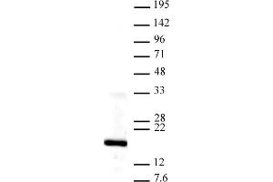 Histone H3K4me3 antibody tested by Western blot. (Histone 3 Antikörper  (3meLys4))