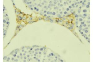 ABIN6279322 at 1/100 staining Mouse testis tissue by IHC-P. (C1QL4 Antikörper  (Internal Region))