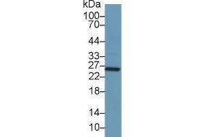 Detection of GSTa1 in Mouse Stomach lysate using Polyclonal Antibody to Glutathione S Transferase Alpha 1 (GSTa1) (GSTA1 Antikörper  (AA 2-222))