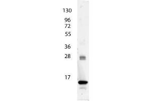 anti-Human IL-3 antibody shows detection of a band ~15 kDa in size corresponding to recombinant human IL-3.