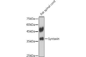 Western blot analysis of extracts of Rat spinal cord, using Syntaxin antibody (ABIN7270685) at 1:1000 dilution. (Syntaxin 1B Antikörper)