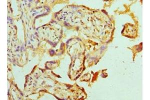 Immunohistochemistry of paraffin-embedded human placenta tissue using ABIN7142463 at dilution of 1:100 (ABAT Antikörper  (AA 29-300))
