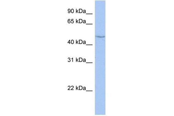 CYP27C1 Antikörper  (Middle Region)