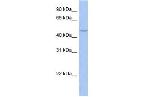 WB Suggested Anti-CYP27C1 Antibody Titration: 0. (CYP27C1 Antikörper  (Middle Region))