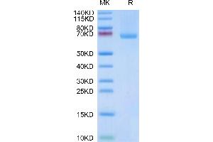 SDS-PAGE (SDS) image for Leukocyte Immunoglobulin-Like Receptor, Subfamily B (With TM and ITIM Domains), Member 1 (LILRB1) (AA 1-474) protein (His tag) (ABIN7275158)