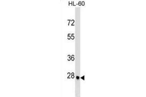 Western Blotting (WB) image for anti-Arginine-Fifty Homeobox (ARGFX) antibody (ABIN2999638) (ARGFX Antikörper)