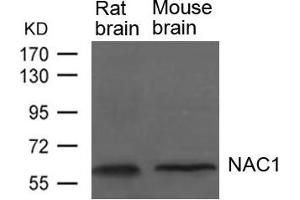 Western blot analysis of extracts from Rat and Mouse brain tissue using NAC1 Antibody. (NAC1 Antikörper)