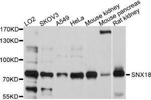 Western blot analysis of extract of various cells, using SNX18 antibody. (SNX18 Antikörper)