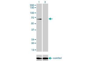 Western blot analysis of GALNT6 over-expressed 293 cell line, cotransfected with GALNT6 Validated Chimera RNAi (Lane 2) or non-transfected control (Lane 1). (GALNT6 Antikörper  (AA 523-622))