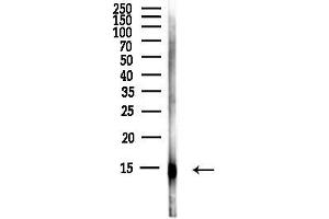 Western blot analysis of lysates from PC12 cells(LPS,4h treatment), using Histone H4 Antibody at 1/1000 dilution.