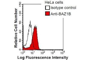 HeLa cells were fixed in 2% paraformaldehyde/PBS and then permeabilized in 90% methanol. (BAZ1B Antikörper)