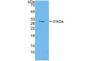 MAPK7 antibody  (AA 185-419)