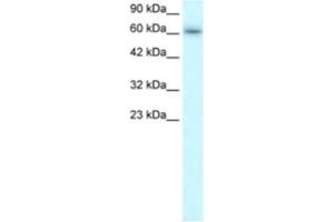 Western Blotting (WB) image for anti-TRAF-Type Zinc Finger Domain Containing 1 (TRAFD1) antibody (ABIN2460586) (TRAFD1 Antikörper)