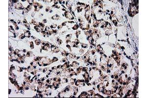 Immunohistochemistry (IHC) image for anti-Family with Sequence Similarity 127, Member C (FAM127C) antibody (ABIN1498197) (FAM127C Antikörper)